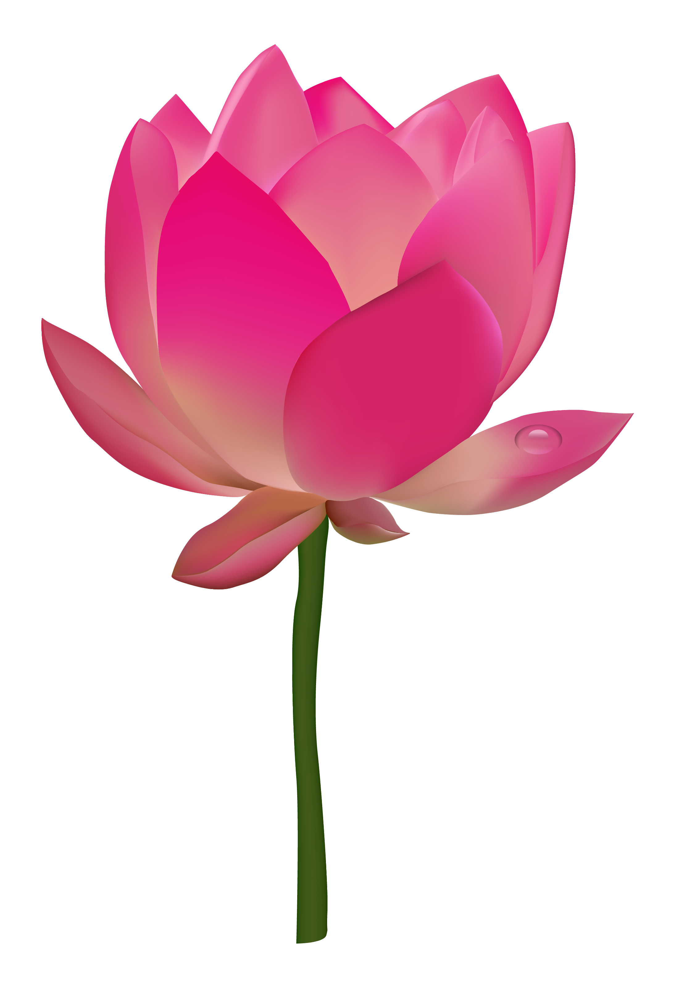 Lotus Flower