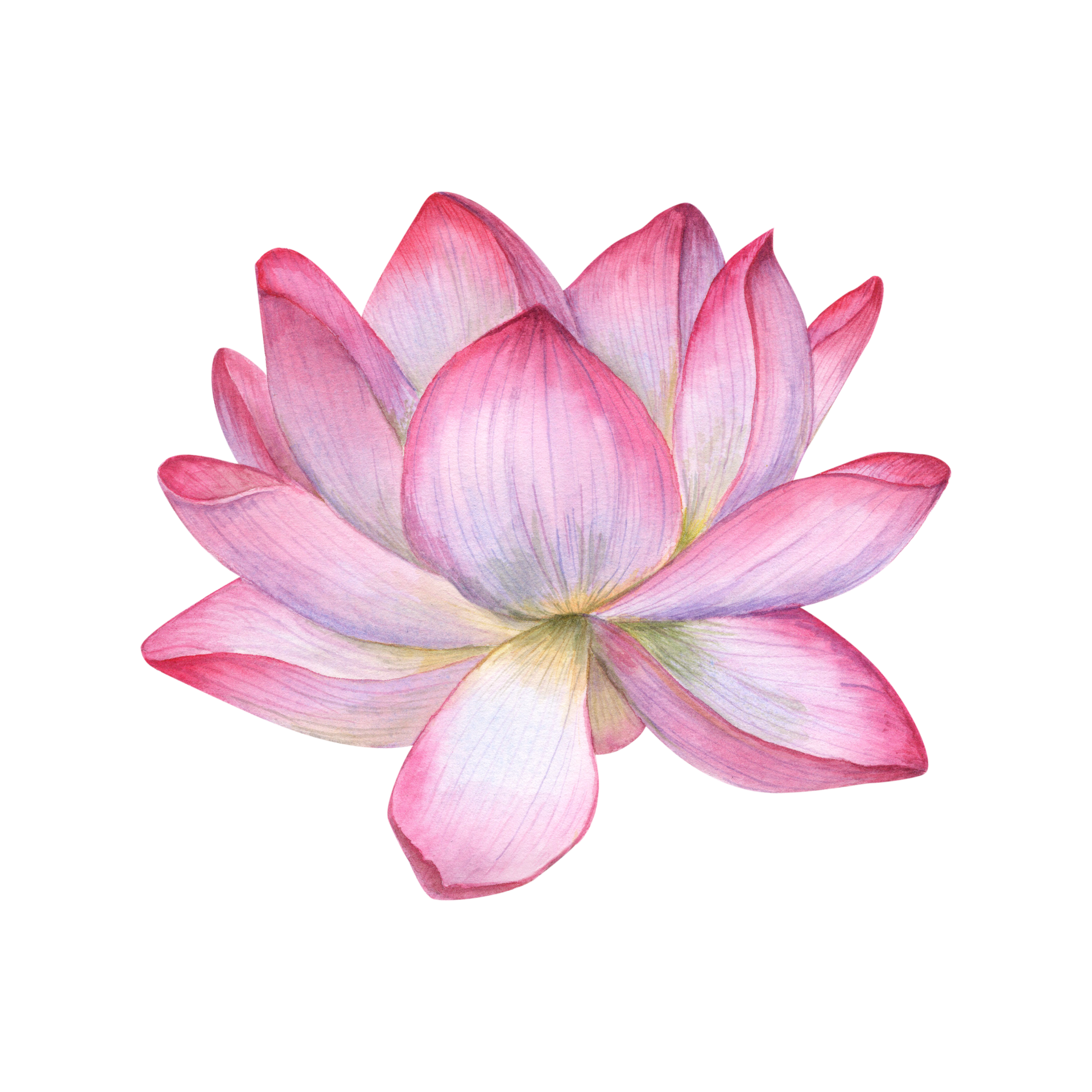 Lotus Flower